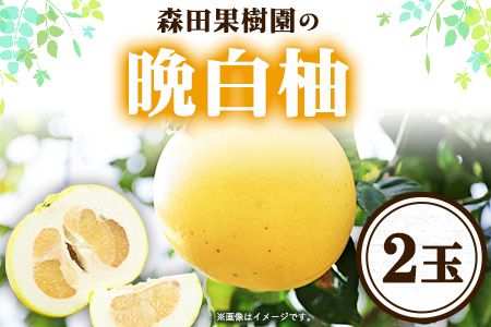森田果樹園の晩白柚 2玉 森田果樹園《12月中旬-2月末頃出荷》果物 フルーツ サボン 熊本---hkw_mtk_5_2t---