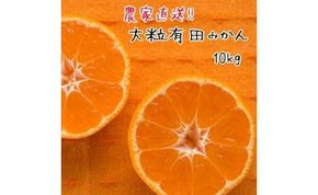 大粒 有田 みかん 10kg 【先行予約】 みかんの本場和歌山有田より農家直送！／11月中旬～発送予定    AO016