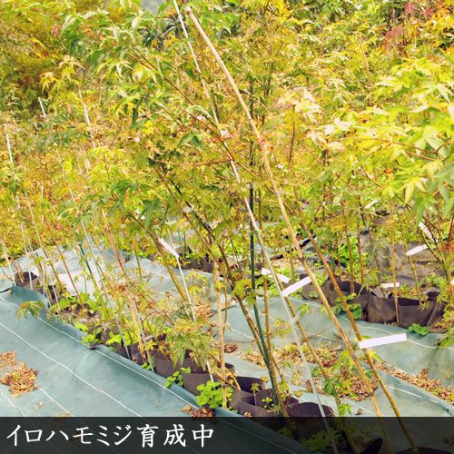 ＜すだ農園＞大苗◇モミジ( 紅葉 ) イロハモミジ[実生・地中ポット苗] ※2024年10月下旬～2025年4月頃に順次発送 ※北海道・沖縄・離島への配送不可