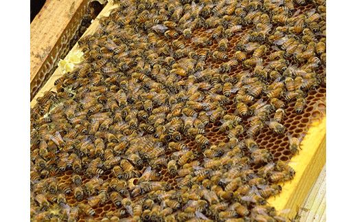 88-1052　みかん蜜 百花蜜 季節の蜂蜜　150ｇ3本セット