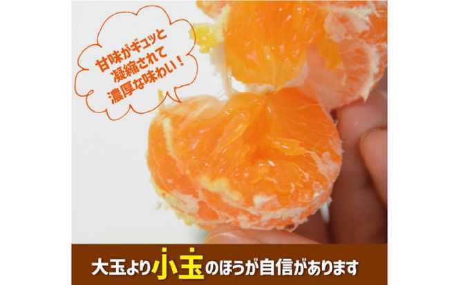 【2026年10月下旬～発送】【甘味が凝縮！】 濃厚 小玉みかん 5kg 温州みかん  2Sサイズ以下 / みかん フルーツ 柑橘 蜜柑 ミカン 南島原市 / 長崎県農産品流通合同会社 [SCB058]