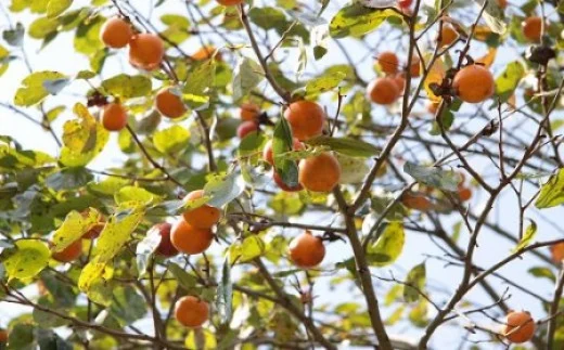 B1-98 柿の葉茶ティーバッグ20包