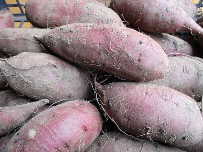 糖化熟成 さつまいも (シルクスイート) 約 6kg｜栃木県 益子町 ふるさと納税 里山 熟成 さつまいも シルクスイート プレミアム 蜜芋 (AU001-3)