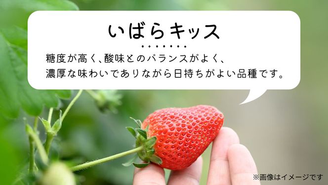【 先行予約 】 【 定期コース 】 厳選 いちご 2パック 【 毎月 第2木曜に全3回発送 初回発送 2026年1月15日 】 ( 茨城県共通返礼品 : 常陸太田市 ) 約260g×2パック いばらキッス ひたち姫 やよいひめ から 厳選して お届け 定期便 いちご 数量限定 果物 くだもの フルーツ 苺 イチゴ 数量限定 [ES006us]