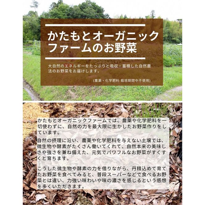【2026年産 予約】赤たまねぎ 5kg 京都府・亀岡産 自然栽培のかたもとオーガニックファームよりお届け ※2026年6月頃より順次発送予定 ※離島への発送不可