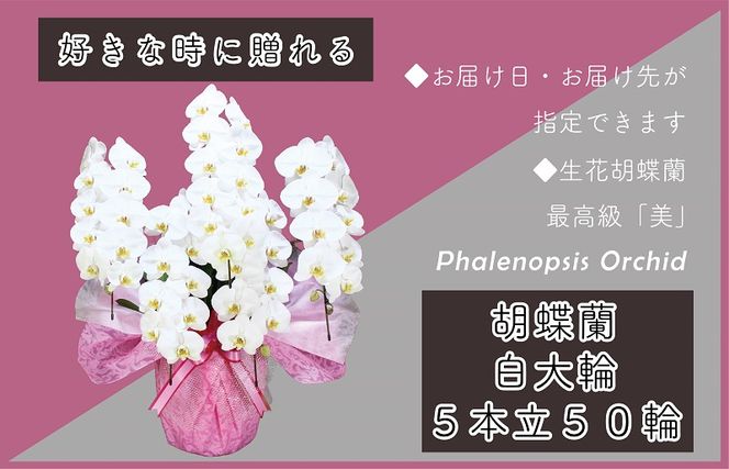 y{򍲖sz099H385 5{ Ӓ 50ց`60 Fyؐ^؎D ܂ bZ[WJ[h t bsO j Mtg  蕨 v[g   _Agz
