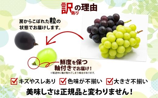 【粒】訳あり ぶどう 詰め合わせ 2品種以上 計1.5kg 177-017