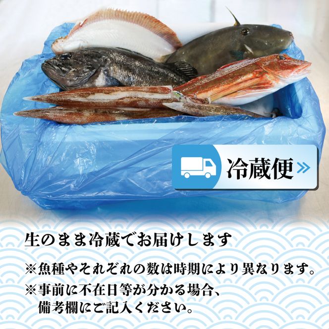 鮮魚便 鮮魚 旬 獲れたて セット 詰め合わせ 魚介類 海の幸 56500295