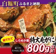 しらぬか産 茹でたて特大サイズ毛がに【800g以上】