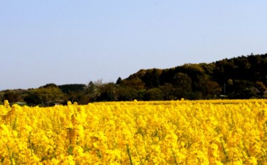 一番搾り 菜の花油 3本《築上町》【農事組合法人　湊営農組合】 [ABAQ009]