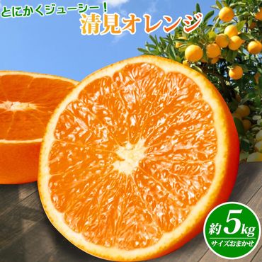 とにかくジューシー清見オレンジ　5kg【2025年3月下旬以降発送】【先行予約】【UT53】　AN013
