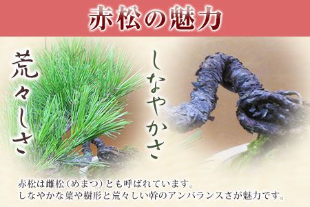 樹心園 赤松 盆栽《30日以内に出荷予定(土日祝除く)》あかまつ 盆栽作家 徳永功---sn_kgkrakmt_30d_22_54000_1p---