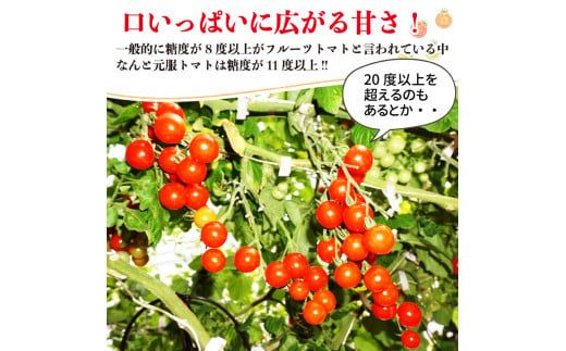 赤崎元服トマト フルーツトマト 1kg 野菜 ミニトマト [56500347]