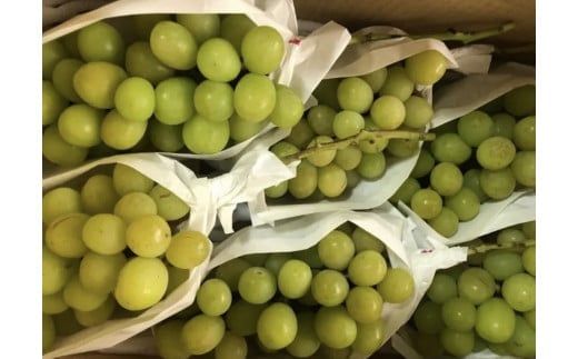 【2026年発送分 先行予約】【訳あり】シャインマスカット  1.8kg～2kg (3～6房) 【8月下旬以降発送予定】 訳アリ 訳あり品 シャイン マスカット ぶどう ブドウ 葡萄 徳用 家庭用 ご家庭用 旬 新鮮 約2kg 約1.8kg 約1.9kg くだもの 果物 フルーツ 山梨 やまなし 富士川町