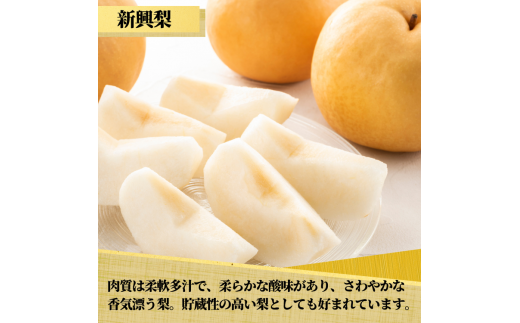 【先行予約限定】 茨城県産【新興梨】約5kg【茨城県共通返礼品　かすみがうら市産】※2025年10月中旬～12月下旬頃に順次発送予定 ※離島への配送不可