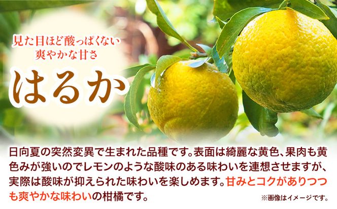 はるか 秀品はるか 約 5kg サイズ混合 どの坂果樹園《3月上旬-5月下旬頃出荷》 和歌山県 日高川町 はるか 秀品 旬 柑橘 フルーツ 果物---wshg_dsk13_ab35_23_11000_5kg---