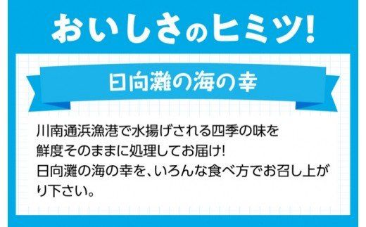 『日向灘海の幸』 通浜鮮魚セット 【 魚介類 鮮魚 魚 詰め合わせ 】[H1702]