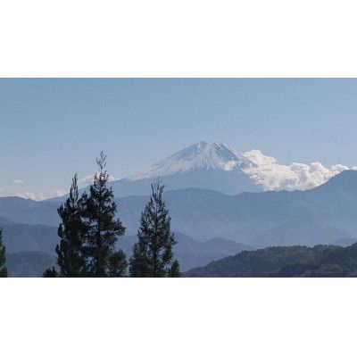 【2025年発送分】徳用ゆず 農家直送 フルーツとして食べられるゆず 約2.4kg バラ詰め 11月以降発送予定　えぐみの無い柚子本来の味　ゆず 柚子 ユズ 柚 生ゆず 生ユズ 家庭用