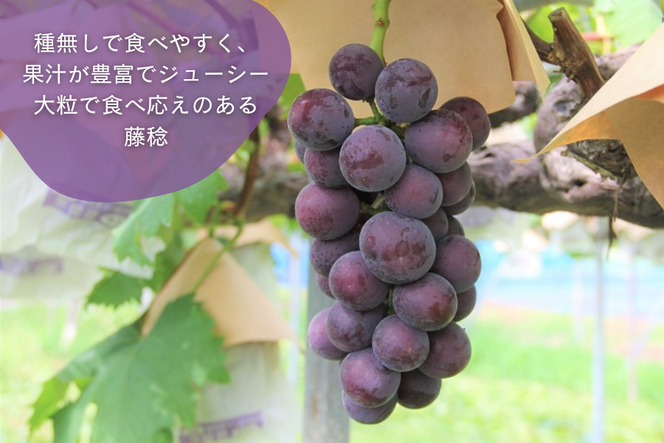 [2026年8月下旬以降お届け] シャインマスカット＆黒系ブドウ詰め合わせ 1kg｜ぶどう 果物 フルーツ スイーツ セット 直送 贈答 プレゼント [0357]