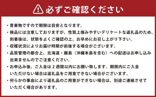 博多あまおう（冬） 約250g～270g×2パック 計約500g～540g【2024年12月上旬～2025年1月下旬発送予定】いちご 苺 イチゴ 果物 フルーツ