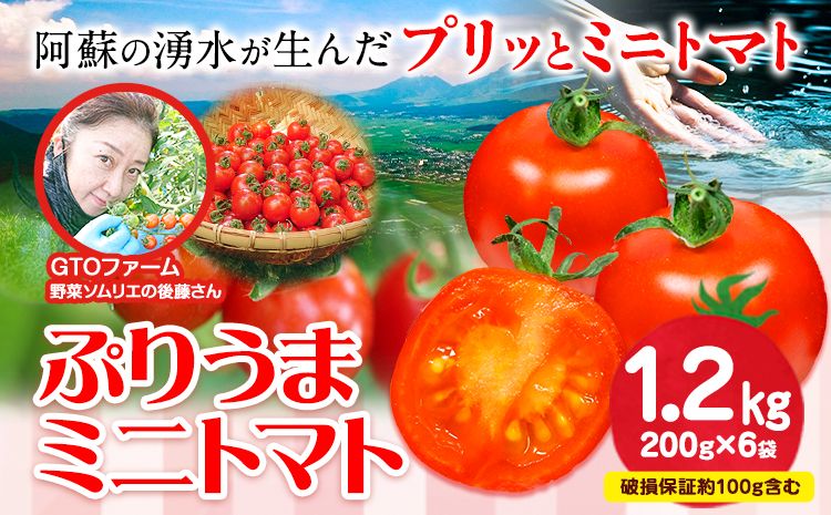 ぷりうまミニトマト 1.2kg (200g × 6袋) 破損保証約100g含む トマト ミニトマト 野菜 GTOファーム 熊本県 南阿蘇村[30日以内に出荷予定(土日祝除く)]---sms_cgtomtmt_30d_r7_13000_1200g---