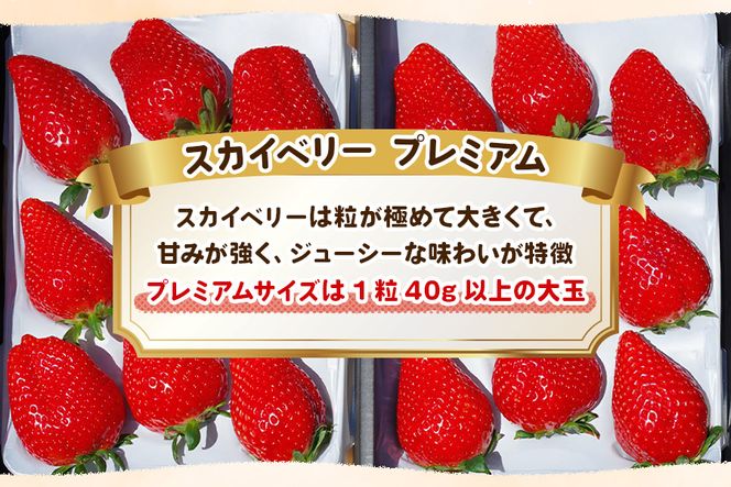 澳原いちご農園の完熟朝摘みスカイベリー プレミアム《1月中旬より順次出荷》｜いちご 苺 フルーツ 果物 産地直送 [0508]