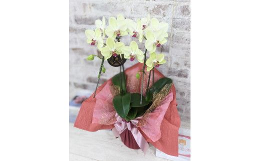 D010 ☆金賞受賞☆超希少！イエロー胡蝶蘭’日の出’小 ミディサイズ（2本立）