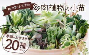 多肉植物の小苗２０本セット（２０種類アソート）　sh003!