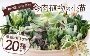 多肉植物の小苗２０本セット（２０種類アソート）　sh003