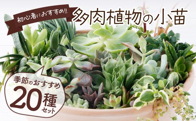 多肉植物の小苗２０本セット（２０種類アソート） sh003（高知県室戸市） ふるさと納税サイト「ふるさとプレミアム」