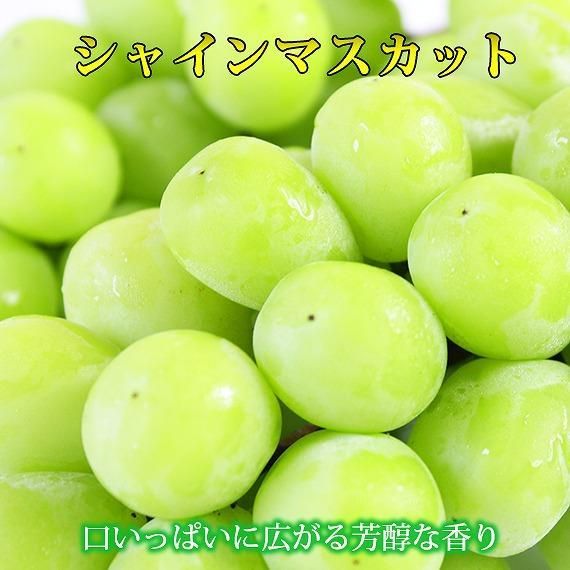予約‼︎はるきち(﹡ˆ﹀ˆ﹡)プロフ必読様専用】山梨県産
