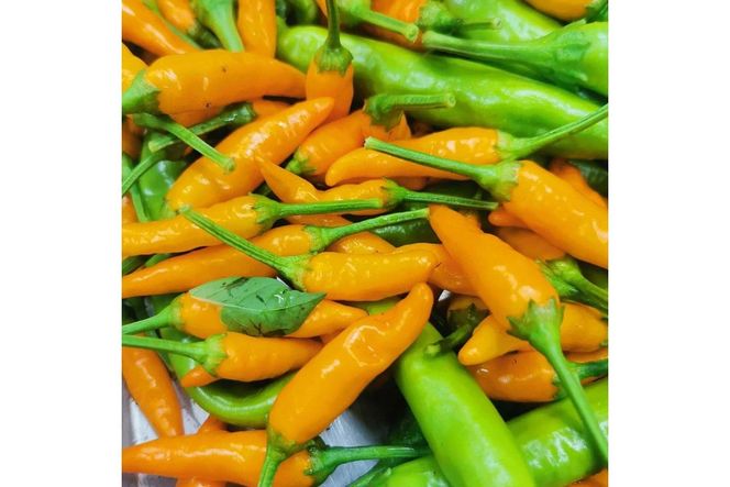 久美浜産　柚子唐辛子セット　3個　EK00002