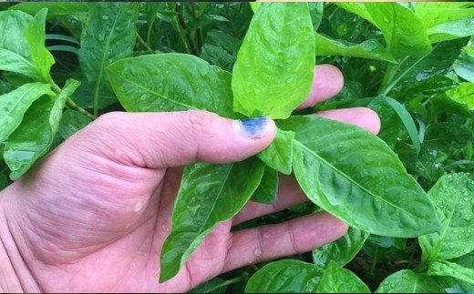 「深海王国」室戸からお届けする　グソクますく　ma001