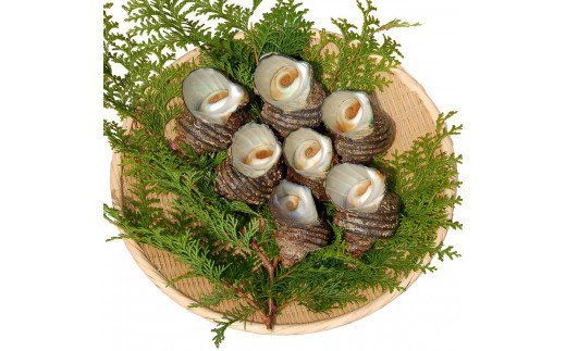 【E12001】大分市で採れた　天然活きサザエ　1ｋｇ