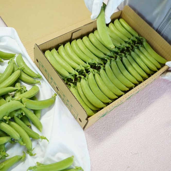 【2026年5月中旬から順次発送】【朝獲れ新鮮】北海道 せたな町産 スナップえんどう 1kg 旬 炒め お弁当 みそ汁 パスタ 天ぷら おつまみ 野菜 ふるさと納税