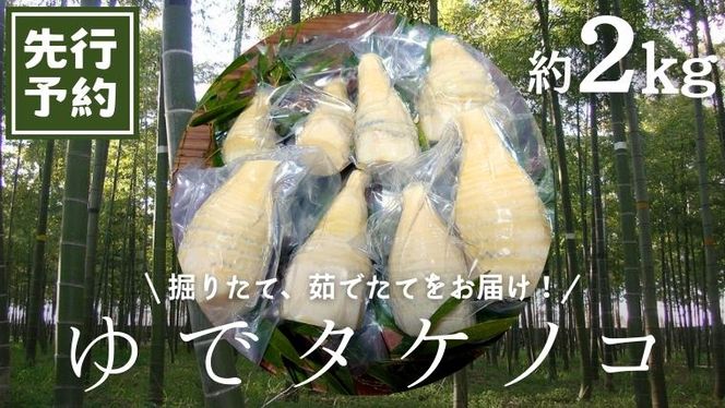 《 先行予約 》【2024年4月上旬以降発送】新鮮な ゆで タケノコ 2kg 竹の子 2キロ 筍 たけのこ 水煮 真空パック 国産 たけのこご飯  [DU002us]