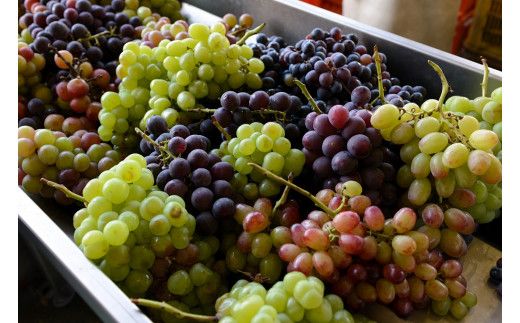 【満点☆青空レストランで紹介されました！】【6回定期便】ドリンクビネガー（ぶどう720ml）12本セット ※ぶどう×2本を6回お届け 182-022