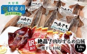 【訳あり】絶品！肉厚するめ烏賊一夜干したっぷり10尾（1.6kg以上） _1836R