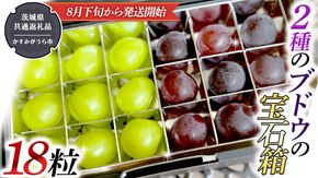 2種類 の ブドウ の 宝石箱 18粒 【8月下旬から発送開始】 （茨城県共通返礼品：かすみがうら市産） 田舎の頑固おやじが厳選！ 巨峰 ピオーネ マスカット ぶどう フルーツ 果物 [BI329-NT]