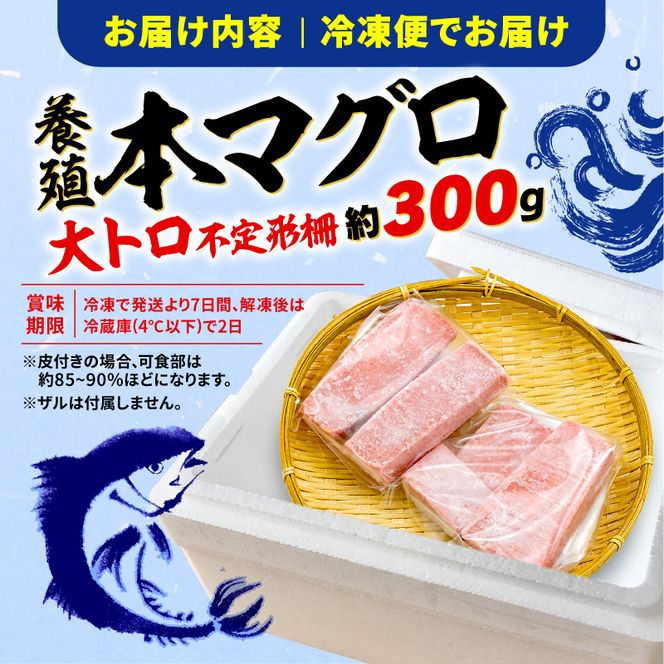 訳あり 大とろ 本まぐろ 約300g 不定型柵 本鮪 まぐろ  [ PT0014-000003-X2 ]