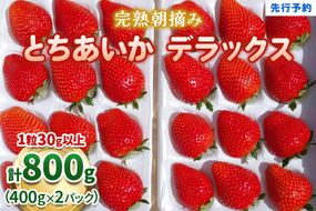 澳原いちご農園の完熟朝摘みとちあいか デラックス《1月中旬より順次出荷》｜いちご 苺 フルーツ 果物 産地直送 [0509]