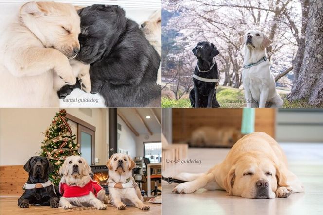 【返礼品なし】盲導犬の育成を応援しよう！（10,000円単位でご寄附いただけます。※3割を盲導犬育成に活用）