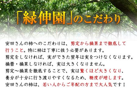 『緑伸園』の大玉 夕焼け太秋柿 約2.5kg 4-7玉前後 《11月下旬-12月中旬頃出荷》 予約受付中 フルーツ 秋 旬 柿 ★大きく綺麗な秋の夕日のような色と形★---sg_crykkaki_h11_24_14000_2500g---