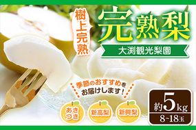 梨 完熟梨 ( あきづき 新高梨 新興梨 のいずれか) 約4.5-5kg (8～18玉) フルーツ 果物 旬 熊本県長洲町産 大渕観光梨園 《9月上旬-12月中旬頃出荷》フルーツ 梨 なし---sn_obcns_ae912_26_15000_5kg---