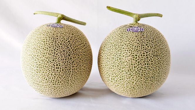 完熟 アールスメロン 2玉 2026年産 先行予約 メロン マスクメロン 青肉 果物 フルーツ 茨城県産 期間限定 数量限定 [AF003ci]