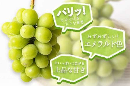 【令和6年度先行予約】秀品 シャインマスカット 岡山 予約 数量限定 大粒 約1.2kg 2房 産地直送 葡萄 果物 秀品 スイーツ フルーツ デザート 岡山県 矢掛町 簡易包装《9月中旬～11月上旬頃に出荷予定(土日祝除く)》---ofn_cssm_g911_22_25000_1200g---