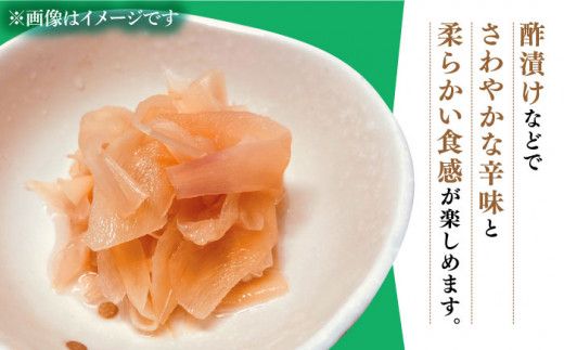 【2026年8月～発送】  新生姜 約3kg / ショウガ しょうが 生姜 / 南島原市 / ふくはちファーム [SBS017] 