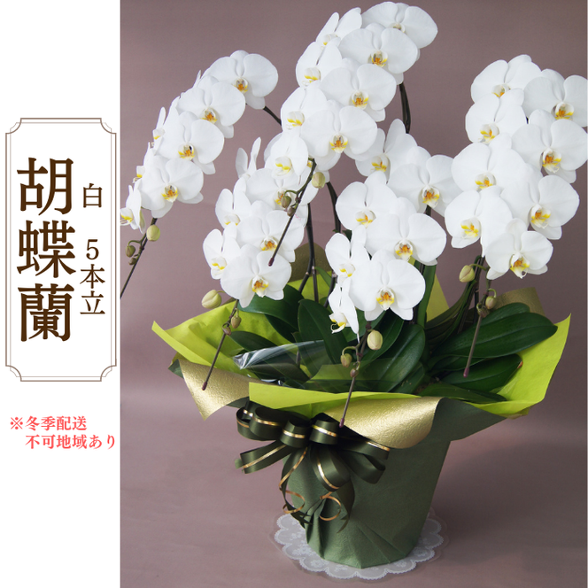 y򕌌䒬zAH-10 Ӓ@@5{