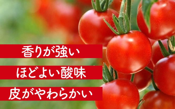 ミニトマト (キャロルセブン)800g トマト 野菜 新鮮 期間限定トマト 愛西市 / 株式会社石原農園[AEBG005]