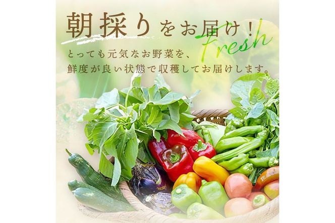 【年6回定期便】＜てんとうむしばたけ＞オーガニック野菜セット　有機野菜6～7種(2人用)　BR00060
